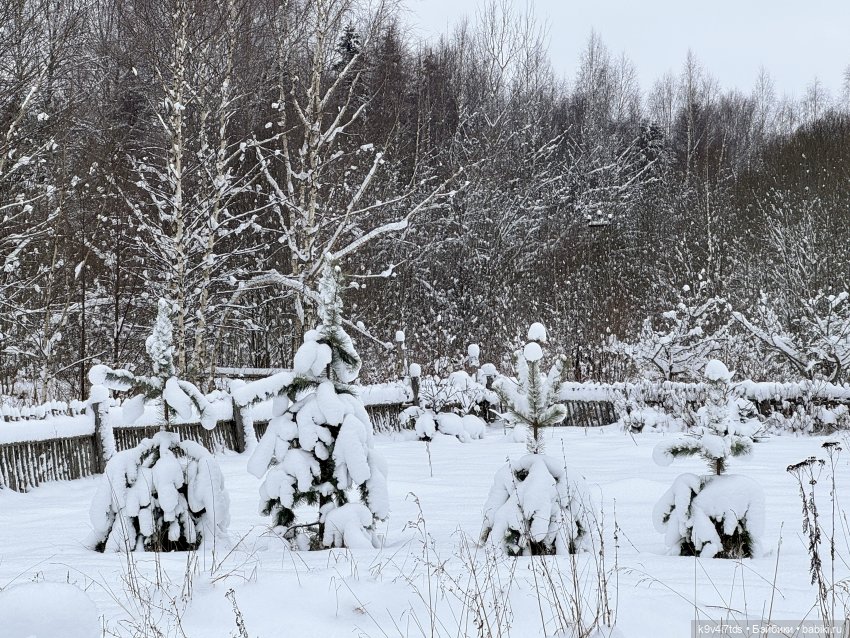 Лоло и новогодняя сосенка