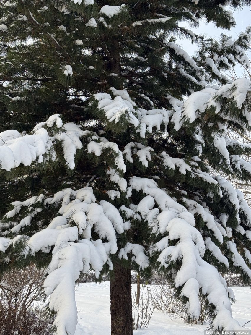 Ликки в Твери — Куклы Takara Tomy (Такара): Licca (Ликка)