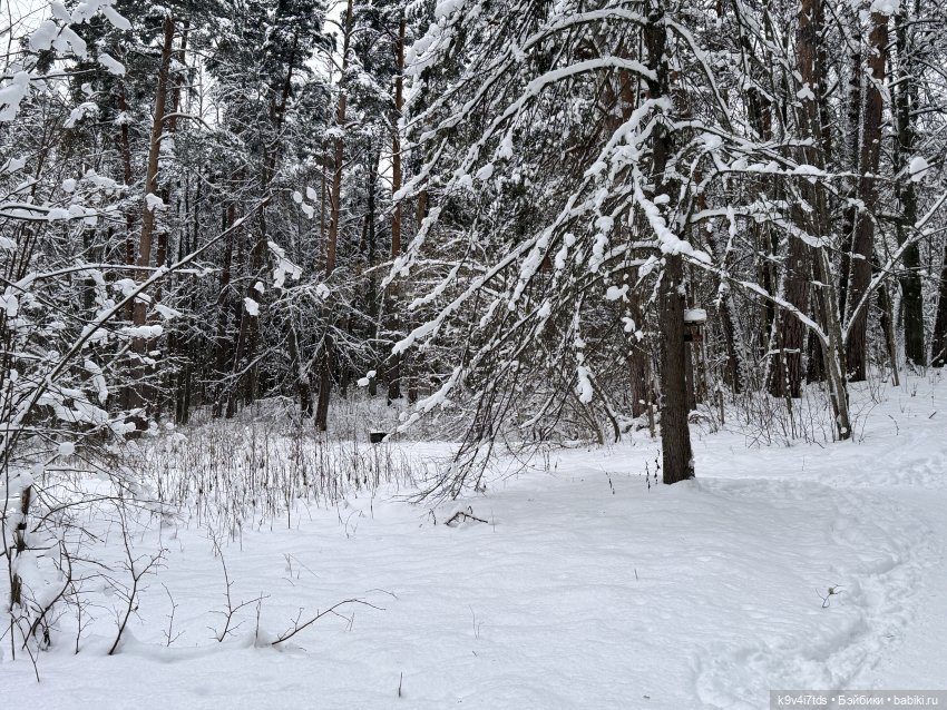 Рождественский Ангел — Куклы Sylvia Natterer (Сильвия Наттерер): Gotz