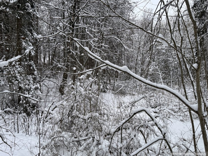 Рождественский Ангел — Куклы Sylvia Natterer (Сильвия Наттерер): Gotz