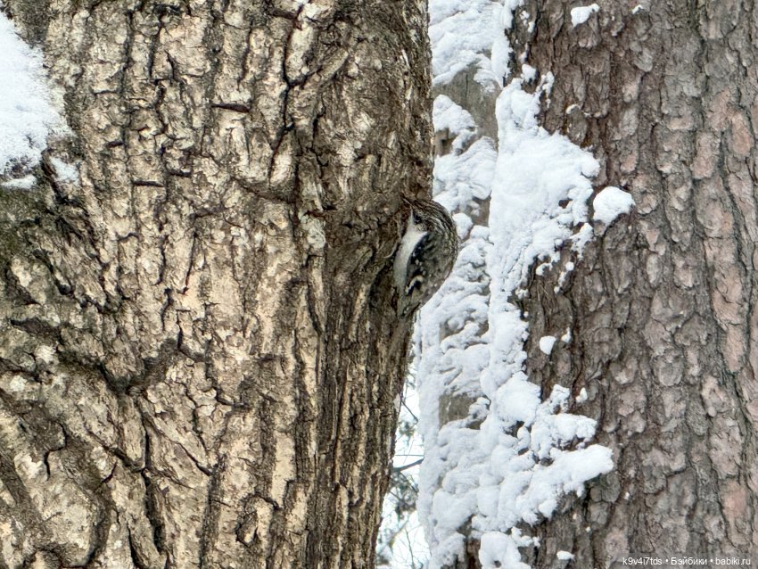 Рождественский Ангел — Куклы Sylvia Natterer (Сильвия Наттерер): Gotz