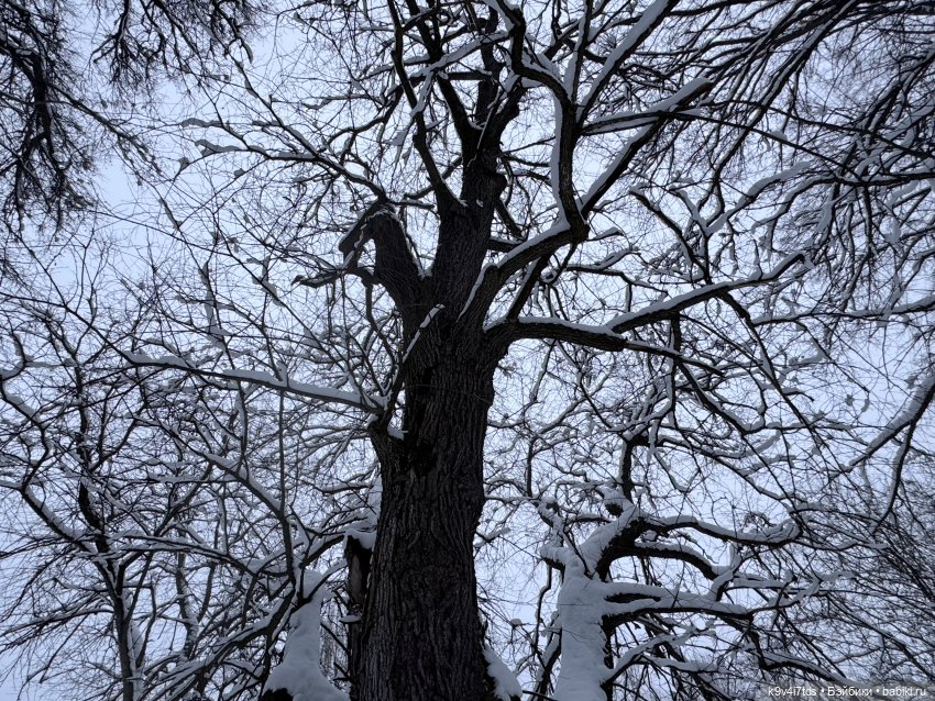 Рождественский Ангел — Куклы Sylvia Natterer (Сильвия Наттерер): Gotz