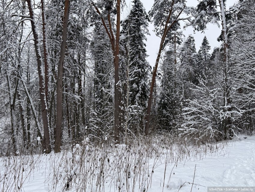 Рождественский Ангел — Куклы Sylvia Natterer (Сильвия Наттерер): Gotz