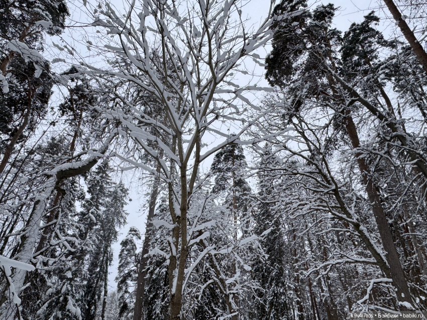 Рождественский Ангел — Куклы Sylvia Natterer (Сильвия Наттерер): Gotz