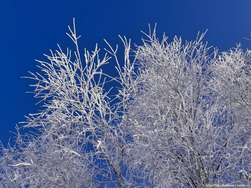 Февральский день с Ликкой (фото 2)