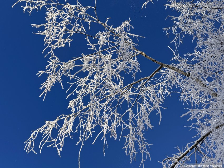 Февральский день с Ликкой (фото 3)