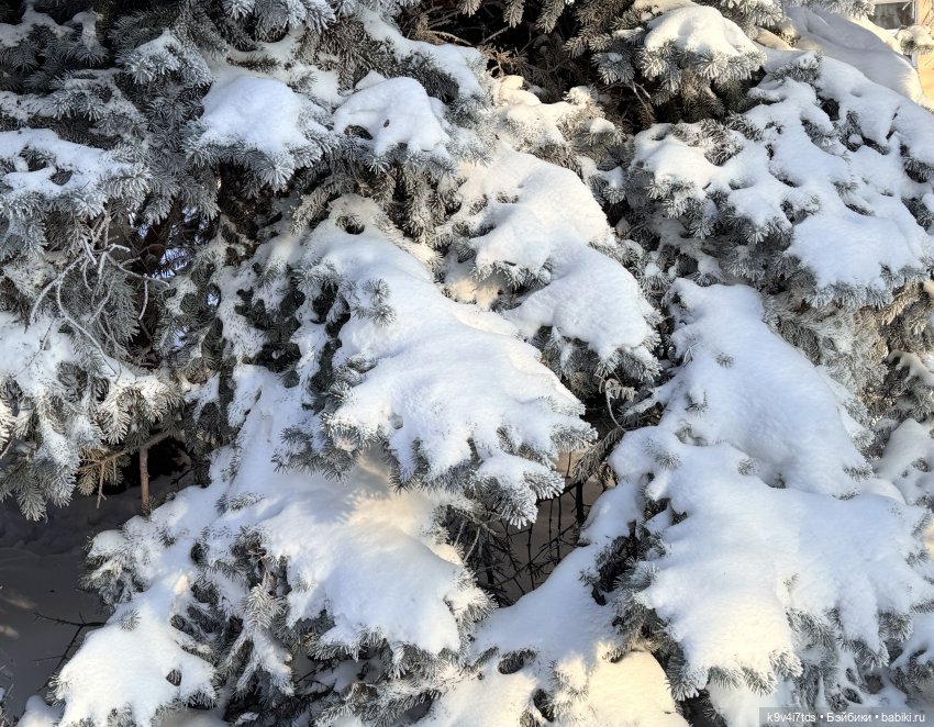 Февральский день с Ликкой