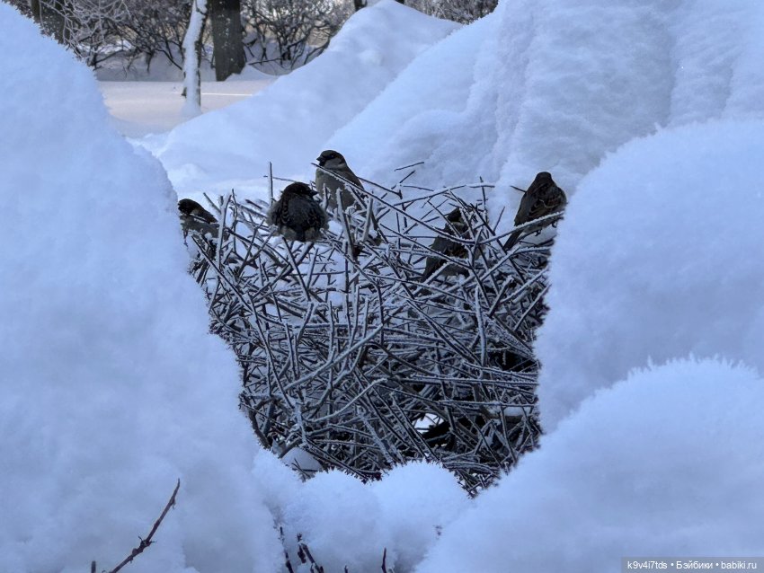 Февральский день с Ликкой
