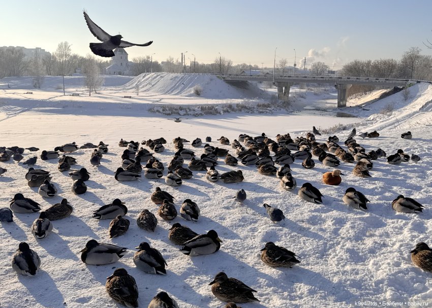 Февральский день с Ликкой