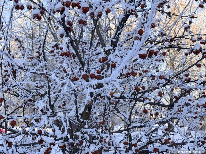 Февральский день с Ликкой