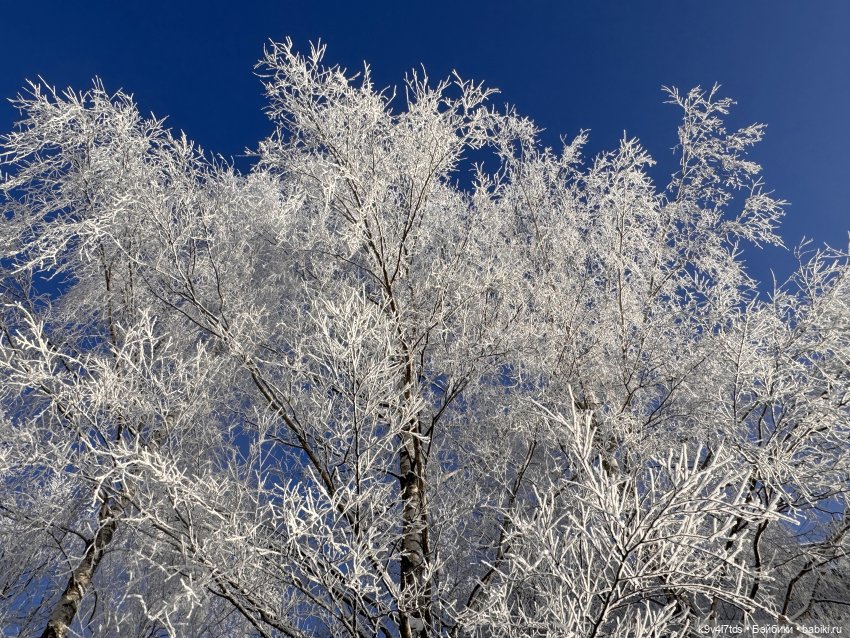 Февральский день с Ликкой