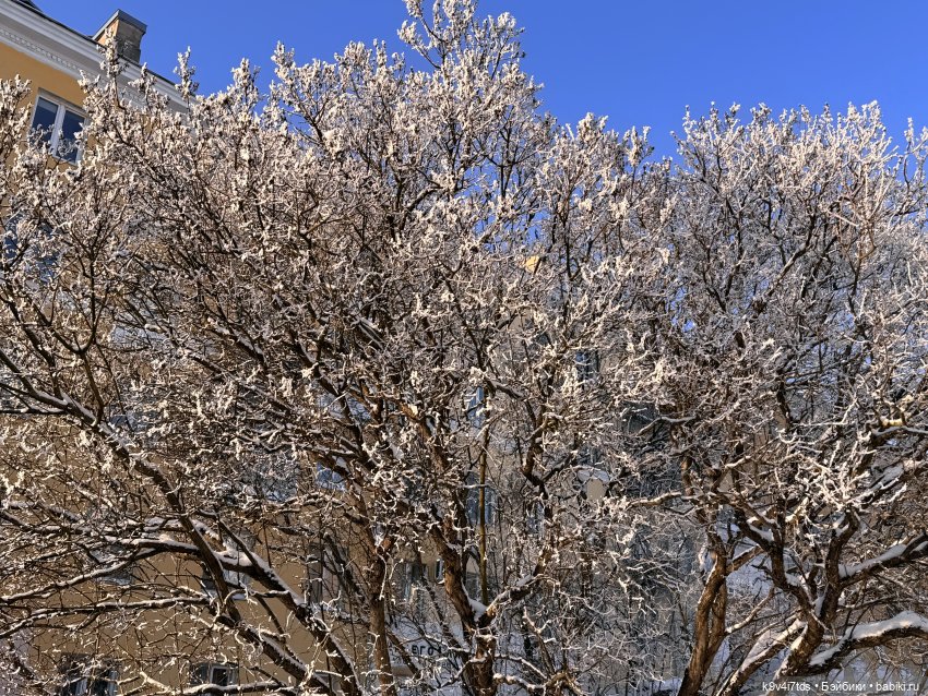 Февральский день с Ликкой