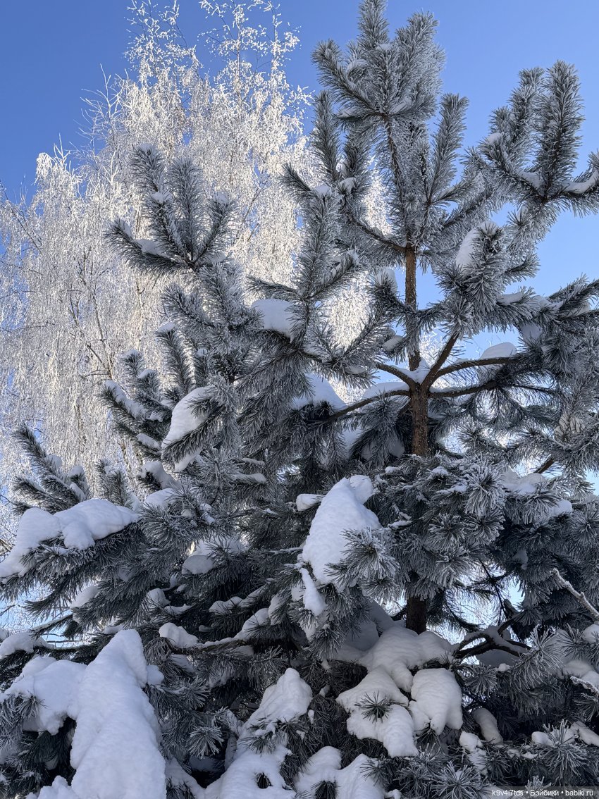 Февральский день с Ликкой (фото 4)