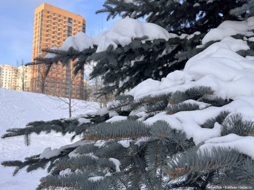 Лисята в Москве — Авторские куклы BJD (БЖД) у нас дома: фото (фото 6)