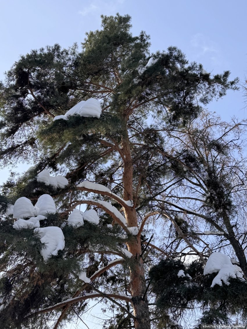 Лисята в Москве — Авторские куклы BJD (БЖД) у нас дома: фото