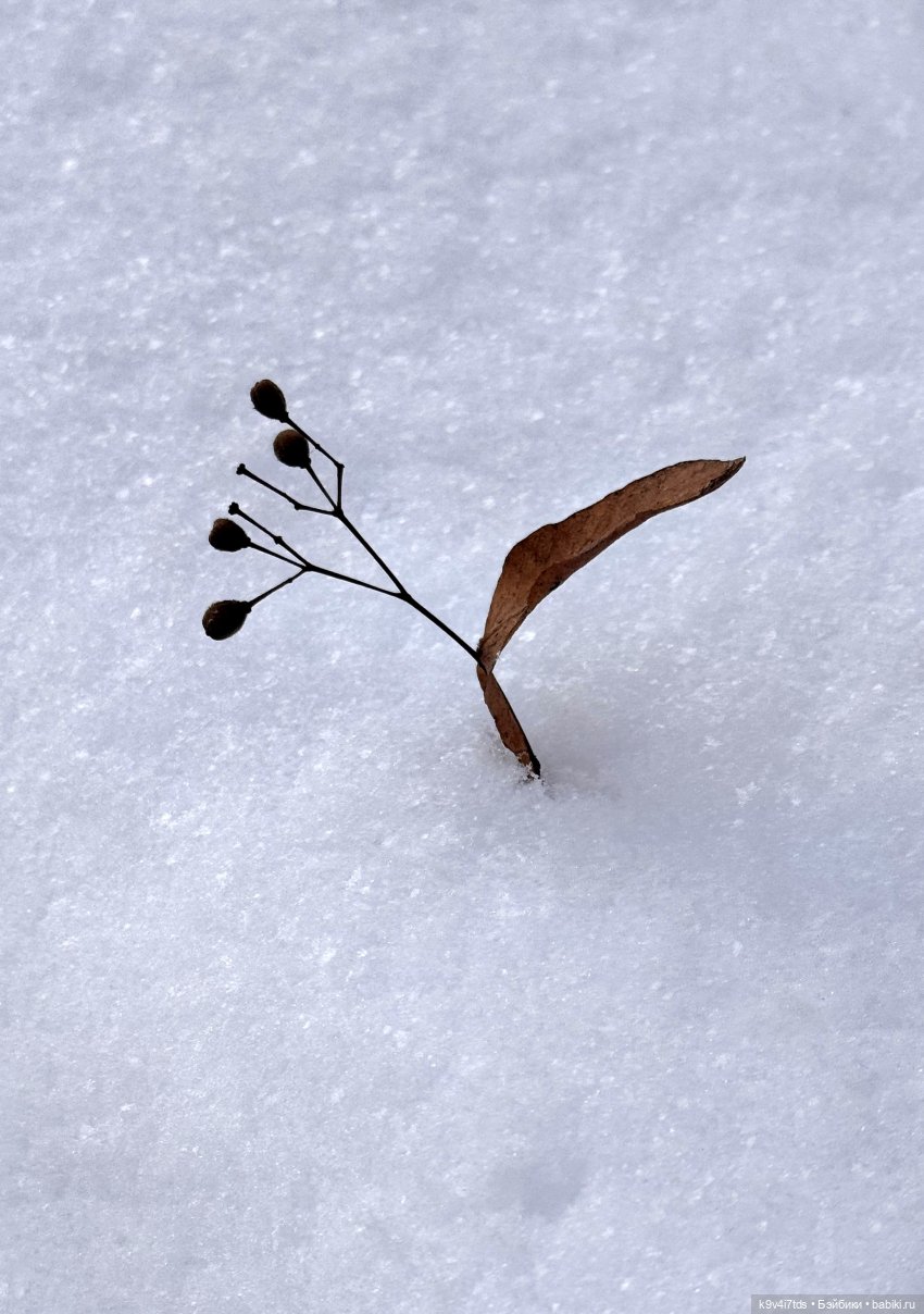 Лисята в Москве — Авторские куклы BJD (БЖД) у нас дома: фото