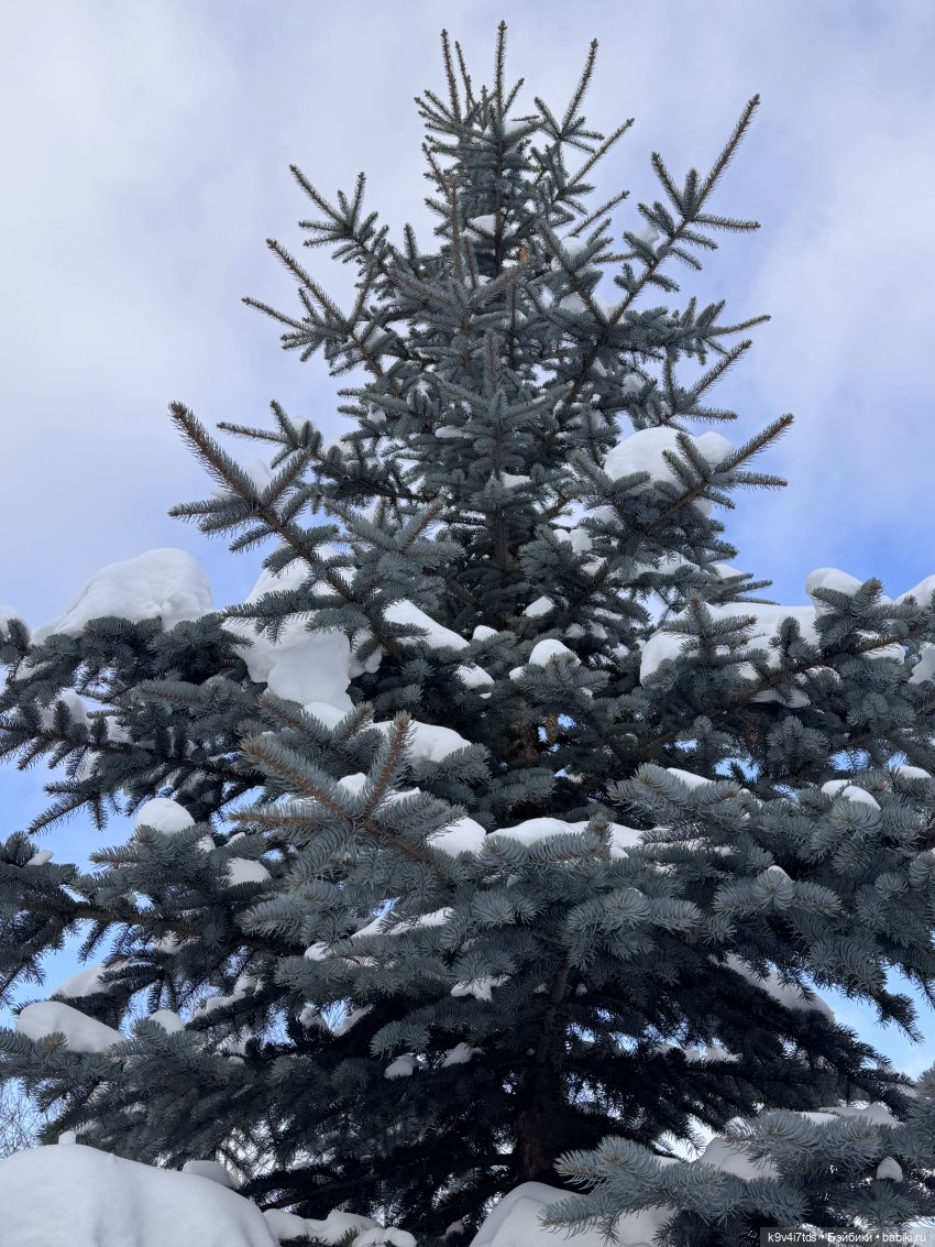 Лисята в Москве — Авторские куклы BJD (БЖД) у нас дома: фото (фото 5)