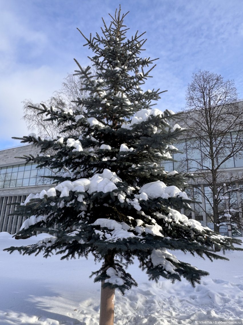 Лисята в Москве — Авторские куклы BJD (БЖД) у нас дома: фото