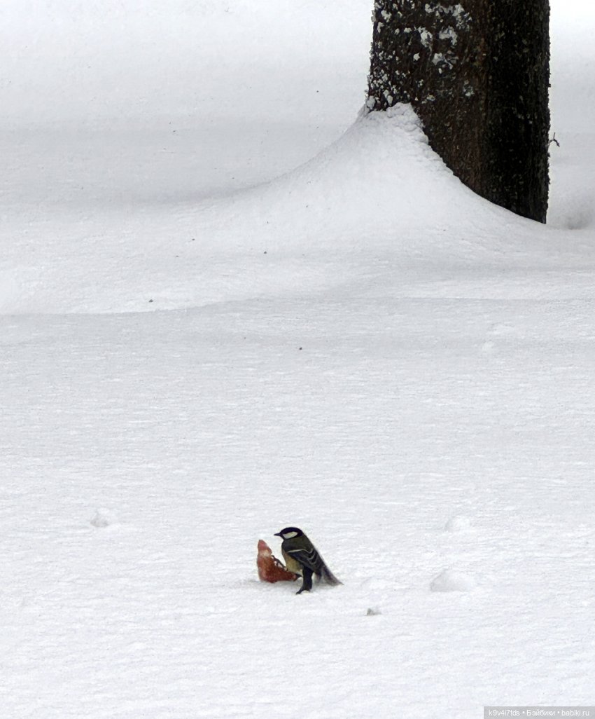 Прогулка с мишками — Домашние фото авторских игрушек: Тедди