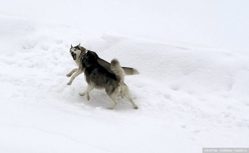Прогулка с мишками — Домашние фото авторских игрушек: Тедди