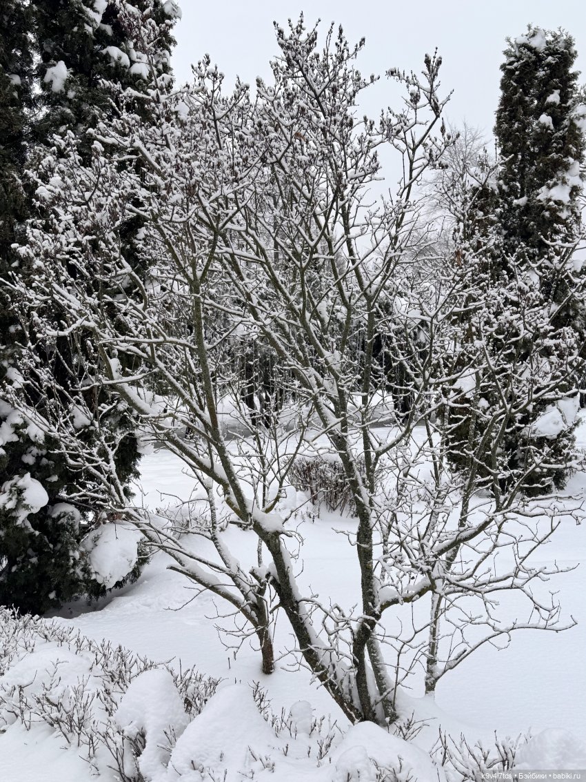 Прогулка с мишками — Домашние фото авторских игрушек: Тедди