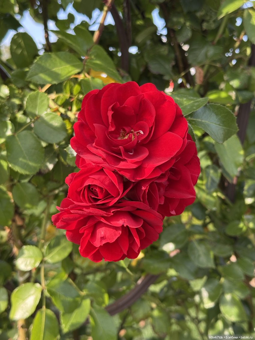 Там, где Сказки живут — Куклы Sylvia Natterer (Сильвия Наттерер): Gotz