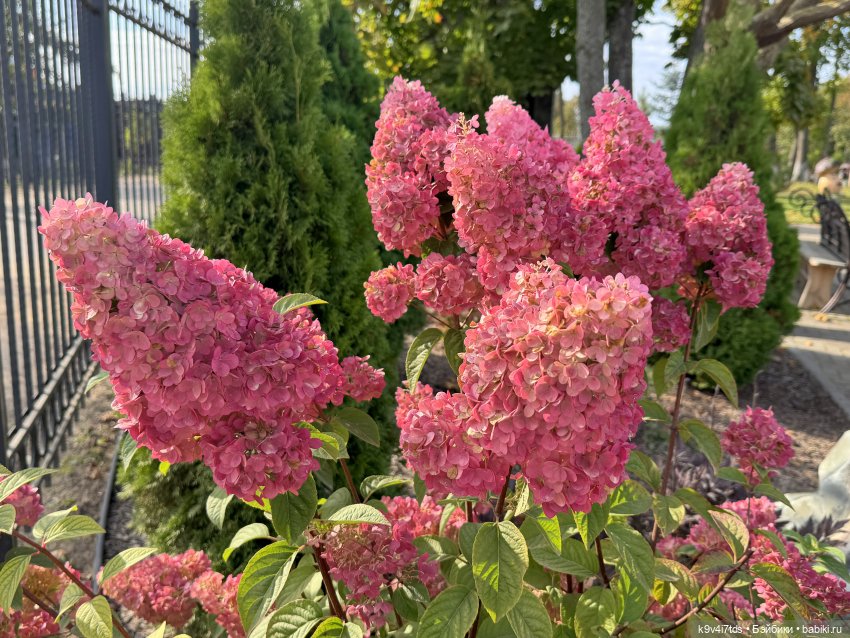 Там, где Сказки живут — Куклы Sylvia Natterer (Сильвия Наттерер): Gotz