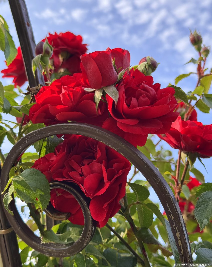 Там, где Сказки живут — Куклы Sylvia Natterer (Сильвия Наттерер): Gotz