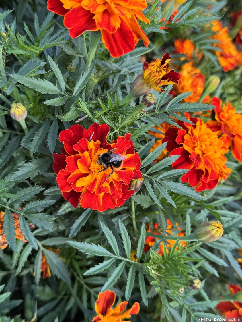 Там, где Сказки живут — Куклы Sylvia Natterer (Сильвия Наттерер): Gotz