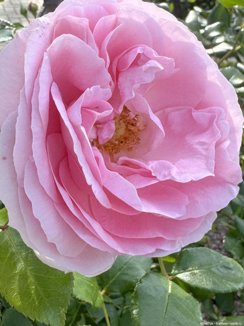 Там, где Сказки живут, продолжение