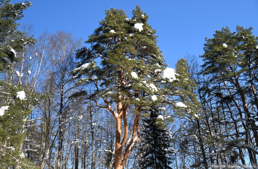Праздник Солнца в "Василёво" (фото 10)