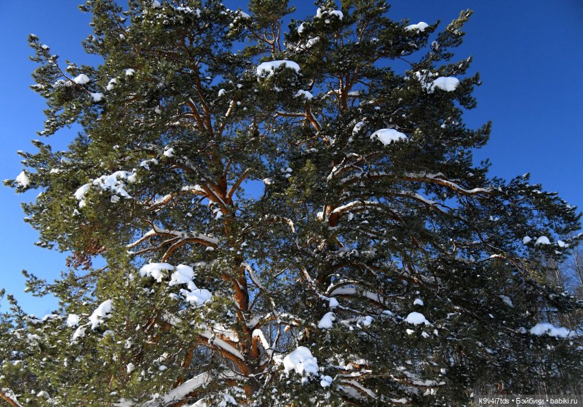 Праздник Солнца в "Василёво" (фото 2)