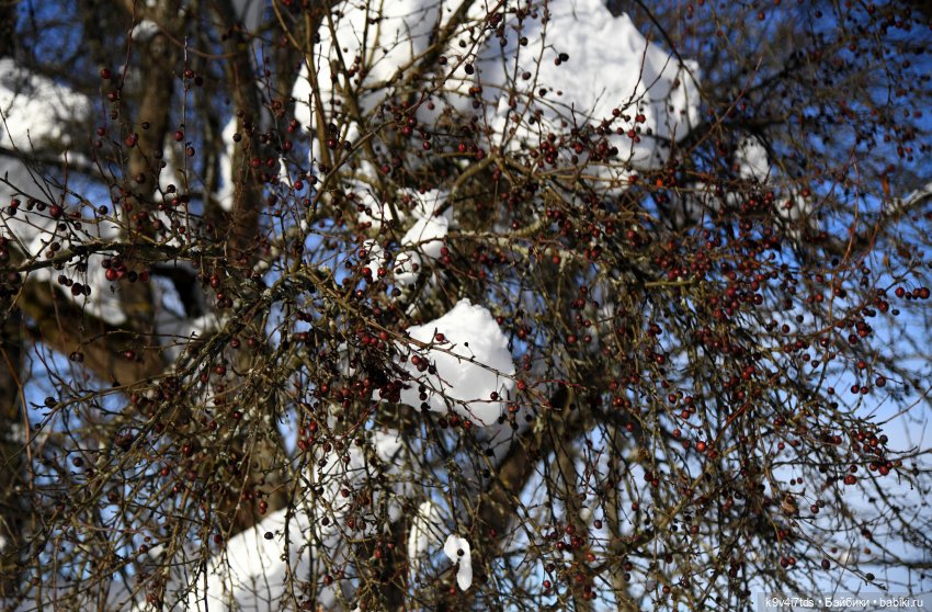 Праздник Солнца в "Василёво"