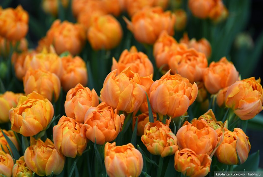 Семья Жу встречает Весну — Авторские куклы BJD (БЖД) у нас дома: фото (фото 3)