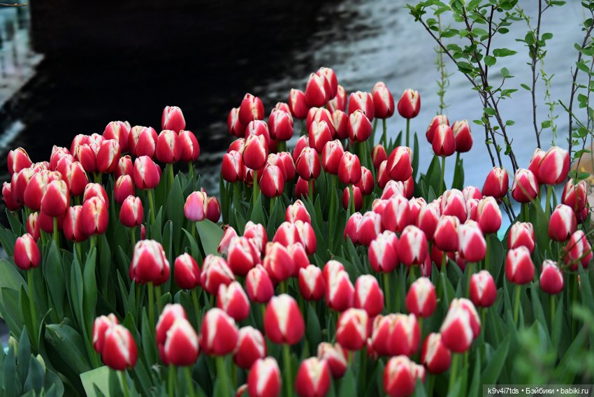 Семья Жу встречает Весну — Авторские куклы BJD (БЖД) у нас дома: фото