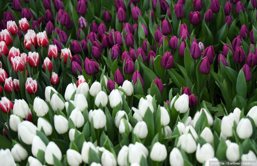 Семья Жу встречает Весну — Авторские куклы BJD (БЖД) у нас дома: фото