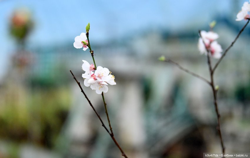 Семья Жу встречает Весну — Авторские куклы BJD (БЖД) у нас дома: фото