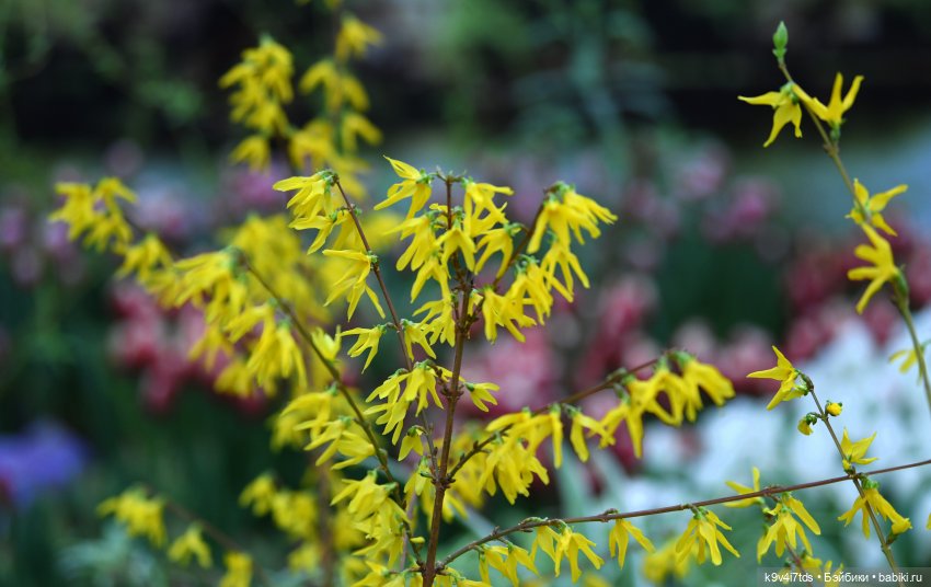 Семья Жу встречает Весну — Авторские куклы BJD (БЖД) у нас дома: фото (фото 4)