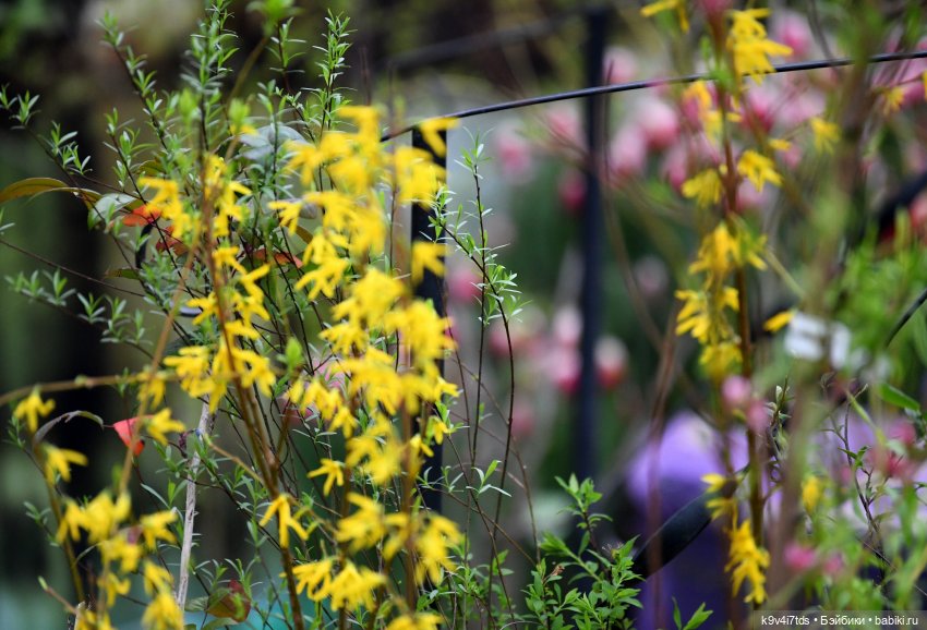 Семья Жу встречает Весну — Авторские куклы BJD (БЖД) у нас дома: фото