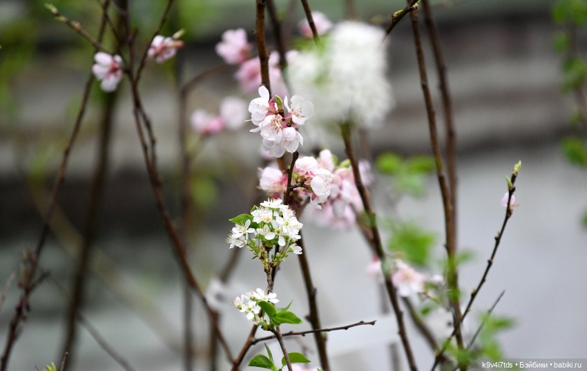 Семья Жу встречает Весну — Авторские куклы BJD (БЖД) у нас дома: фото