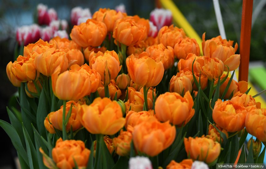 Семья Жу встречает Весну — Авторские куклы BJD (БЖД) у нас дома: фото