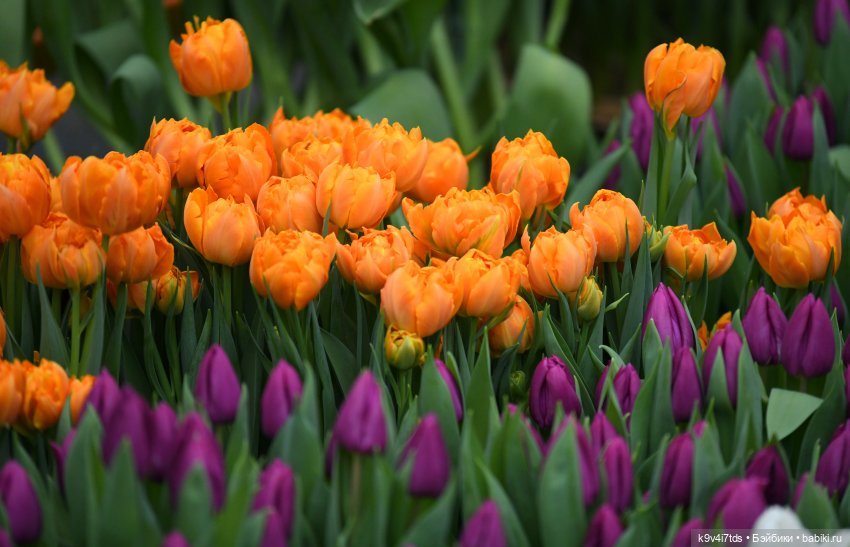 Семья Жу встречает Весну — Авторские куклы BJD (БЖД) у нас дома: фото