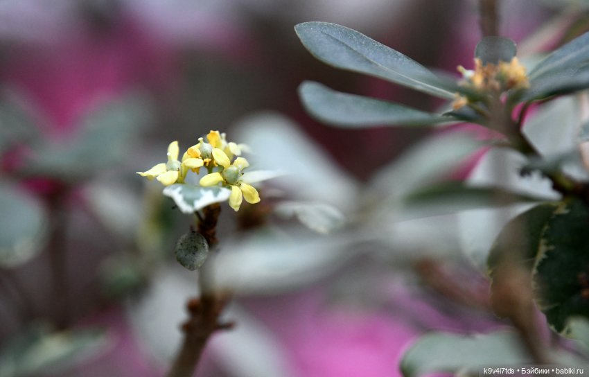 Семья Жу встречает Весну — Авторские куклы BJD (БЖД) у нас дома: фото