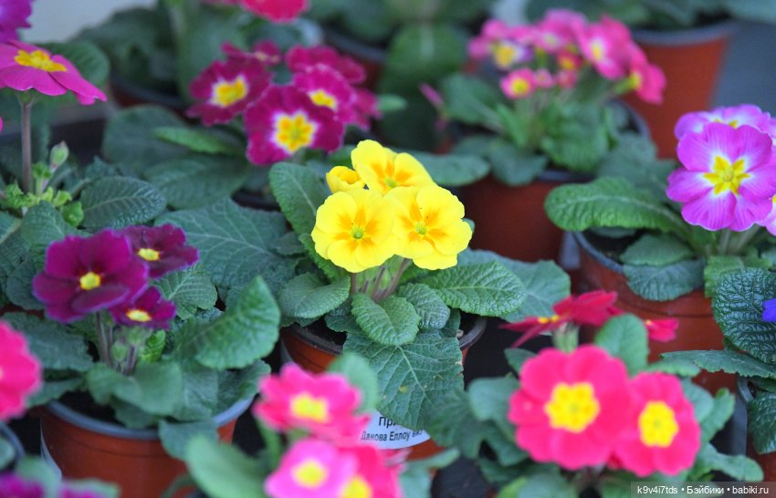 Семья Жу встречает Весну — Авторские куклы BJD (БЖД) у нас дома: фото