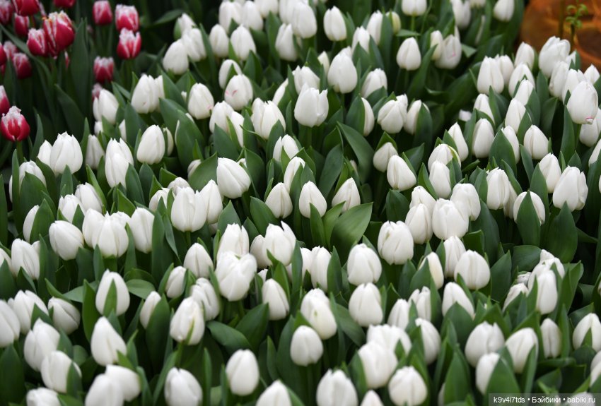 Семья Жу встречает Весну — Авторские куклы BJD (БЖД) у нас дома: фото (фото 6)