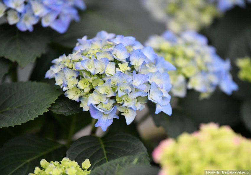 Семья Жу встречает Весну — Авторские куклы BJD (БЖД) у нас дома: фото