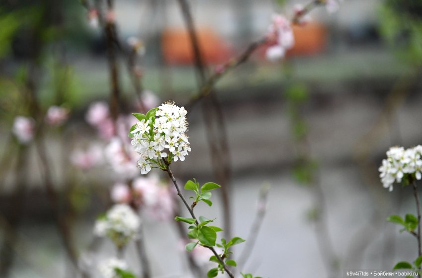 Семья Жу встречает Весну — Авторские куклы BJD (БЖД) у нас дома: фото