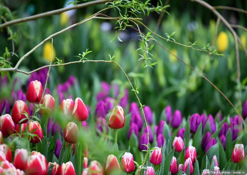 Семья Жу встречает Весну — Авторские куклы BJD (БЖД) у нас дома: фото