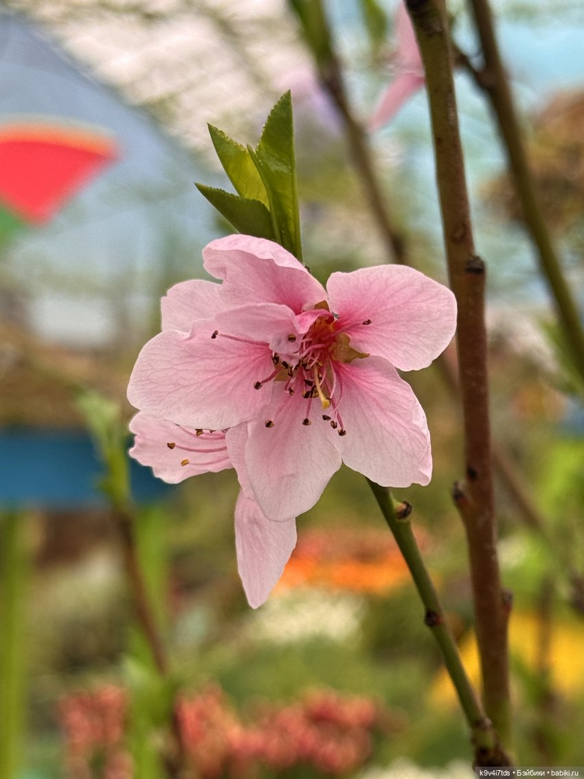 Семья Жу встречает Весну — Авторские куклы BJD (БЖД) у нас дома: фото