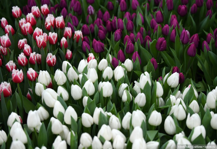 Семья Жу встречает Весну — Авторские куклы BJD (БЖД) у нас дома: фото (фото 2)